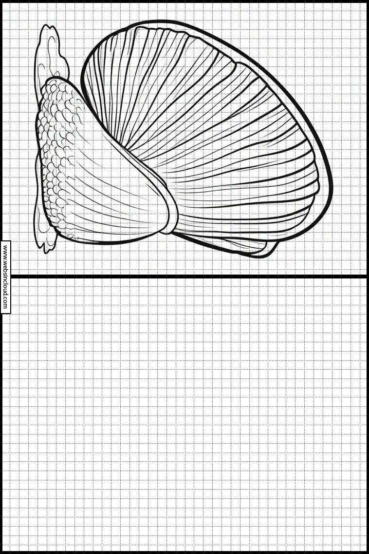 Muscheln - Tiere 3