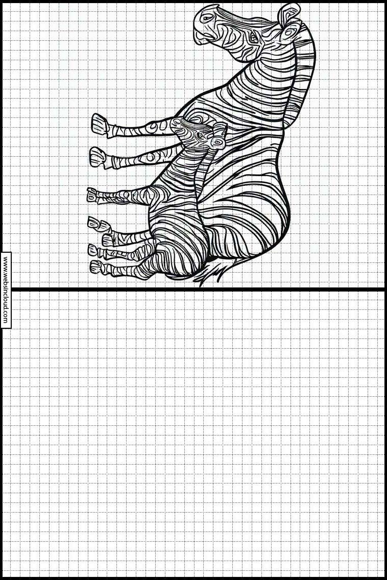Cebras - Animales 5