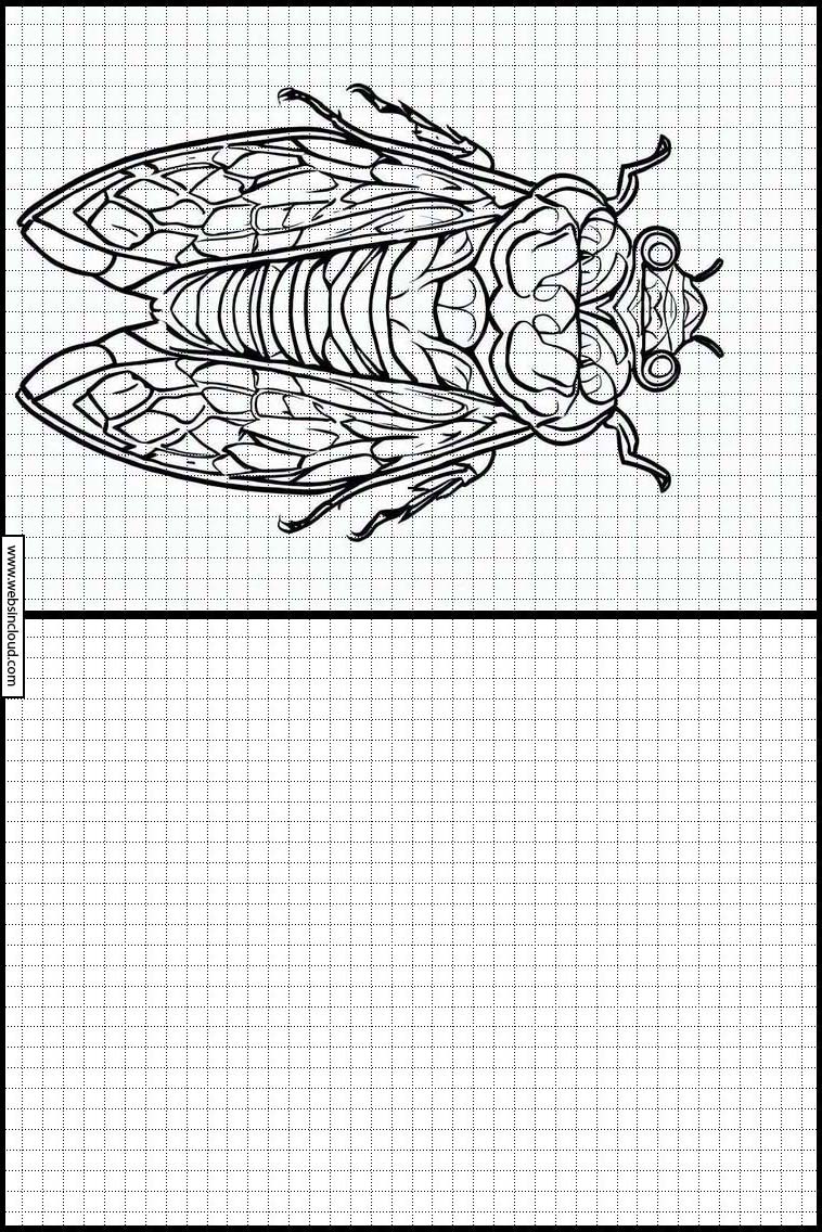 Cicadas - Animals 1