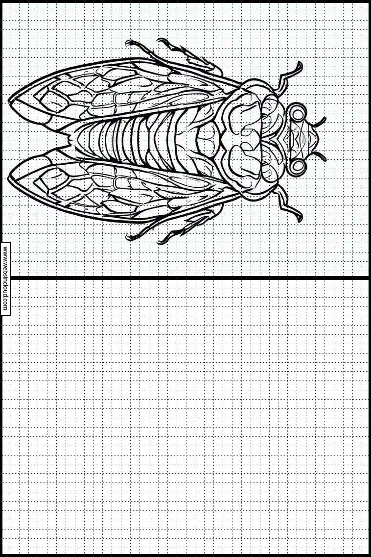 Cicala - Animali 1