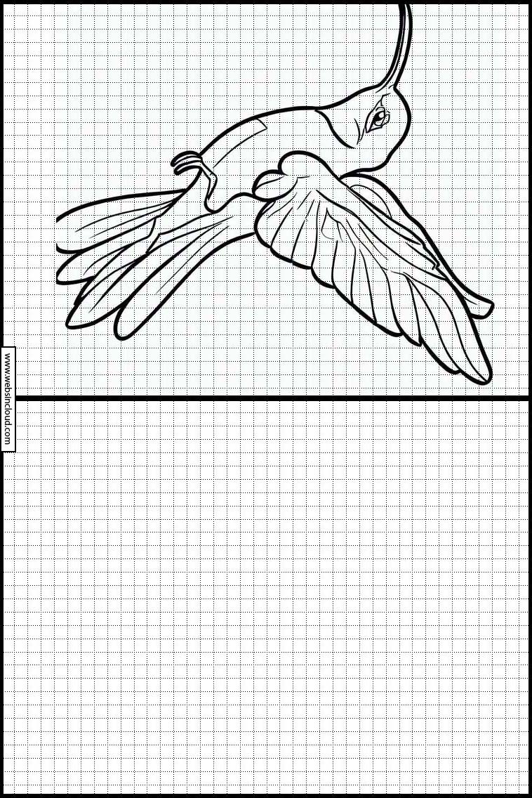 Kolibrier - Dyr 4