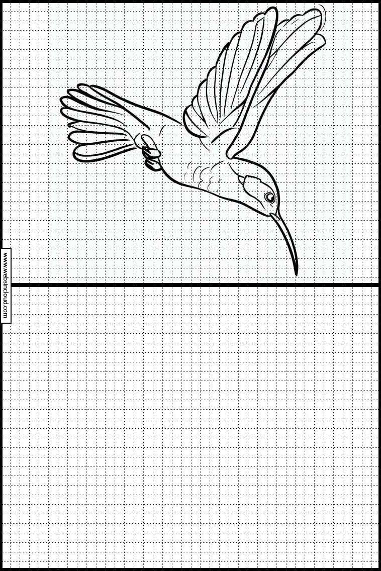 Kolibri - Dyr 5
