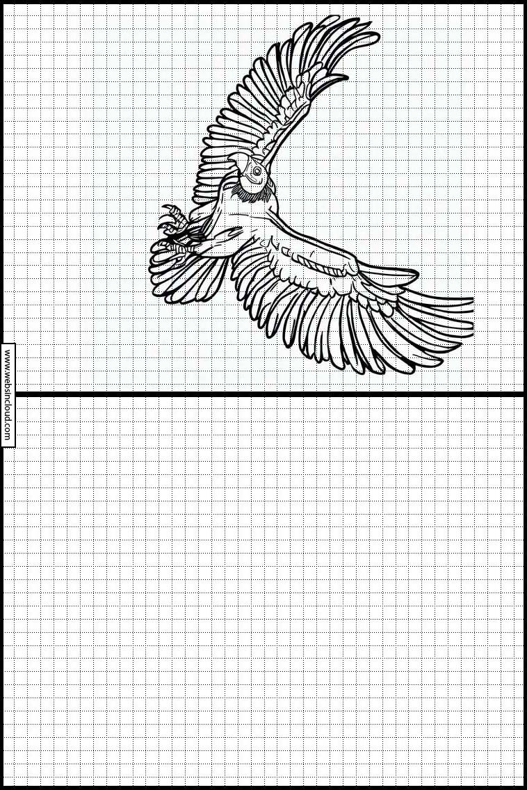 Condor - Animaux 3