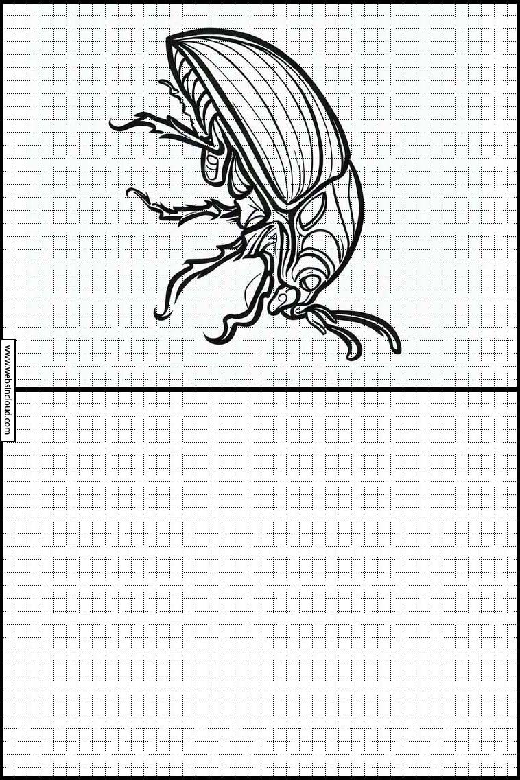 Escarabajos - Animales 1