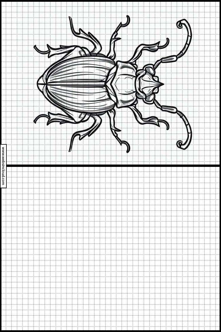Skalbaggar - Djur 4