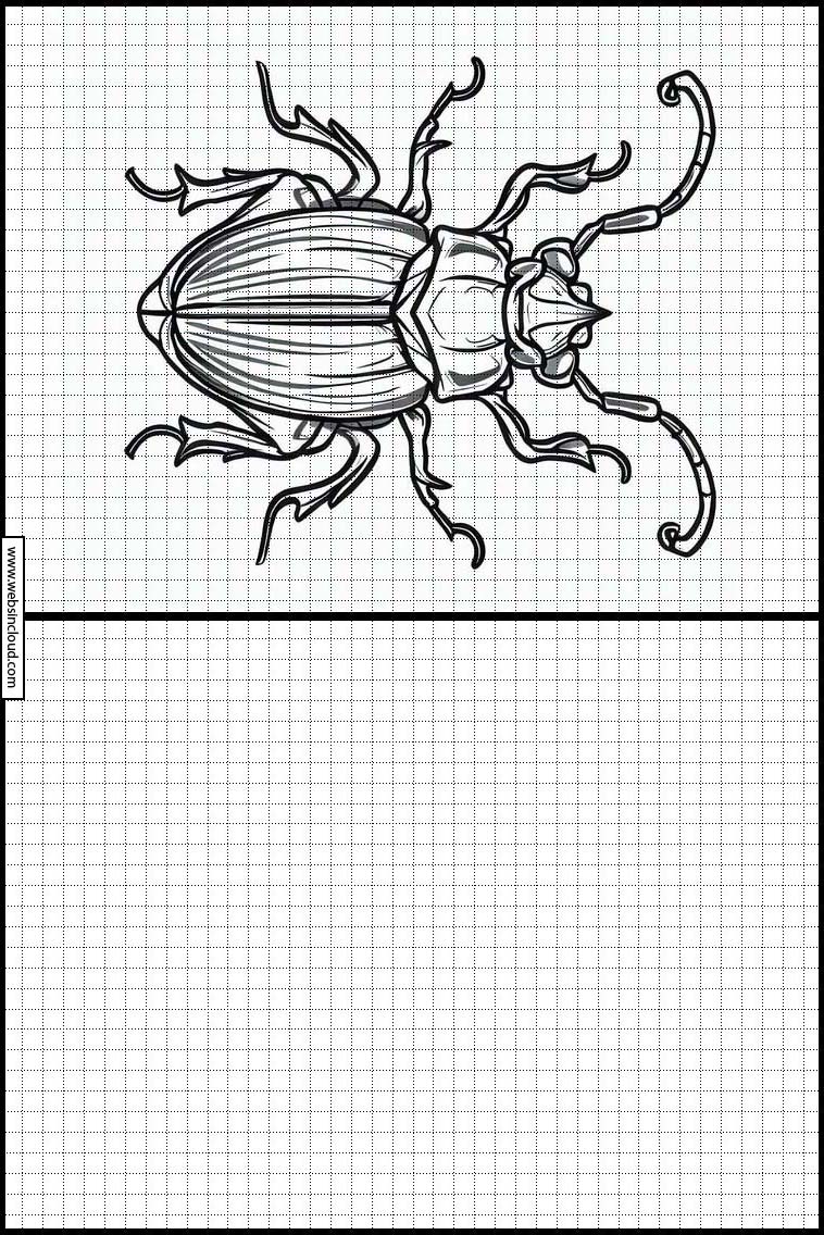 Beetles - Animals 4