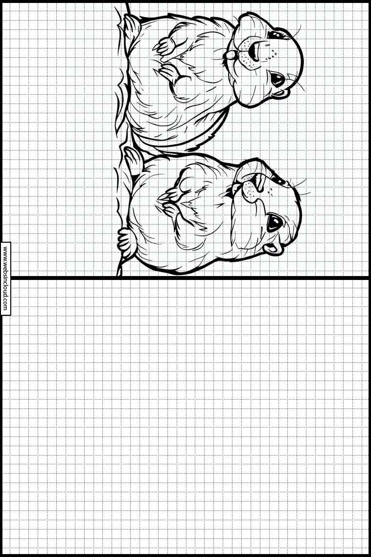 Marmotten - Dieren 5