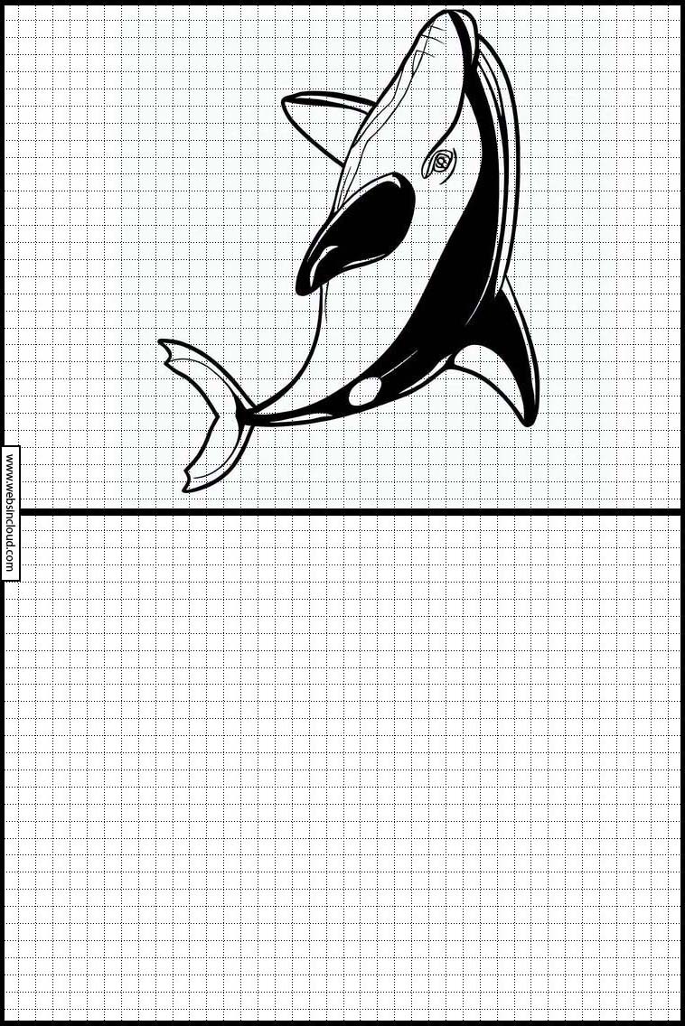 Orcas - Tiere 1