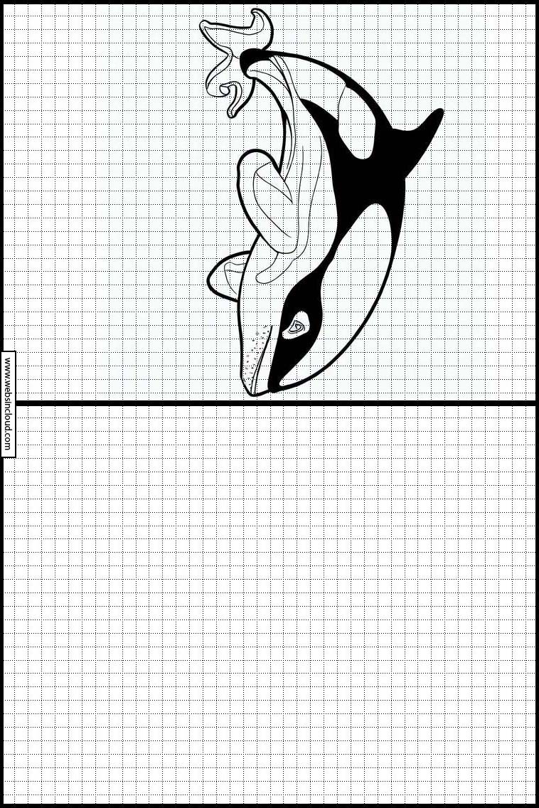 Orcas - Animales 4