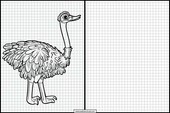 Ostriches - Animals 3