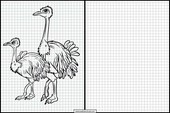 Struisvogels - Dieren 4
