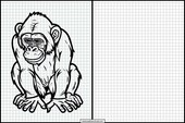 Chimpansees - Dieren 3