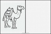 Dromedaries - Animals 4