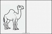 Dromedaries - Animals 5