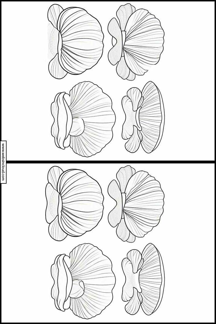 Muscheln - Tiere 2