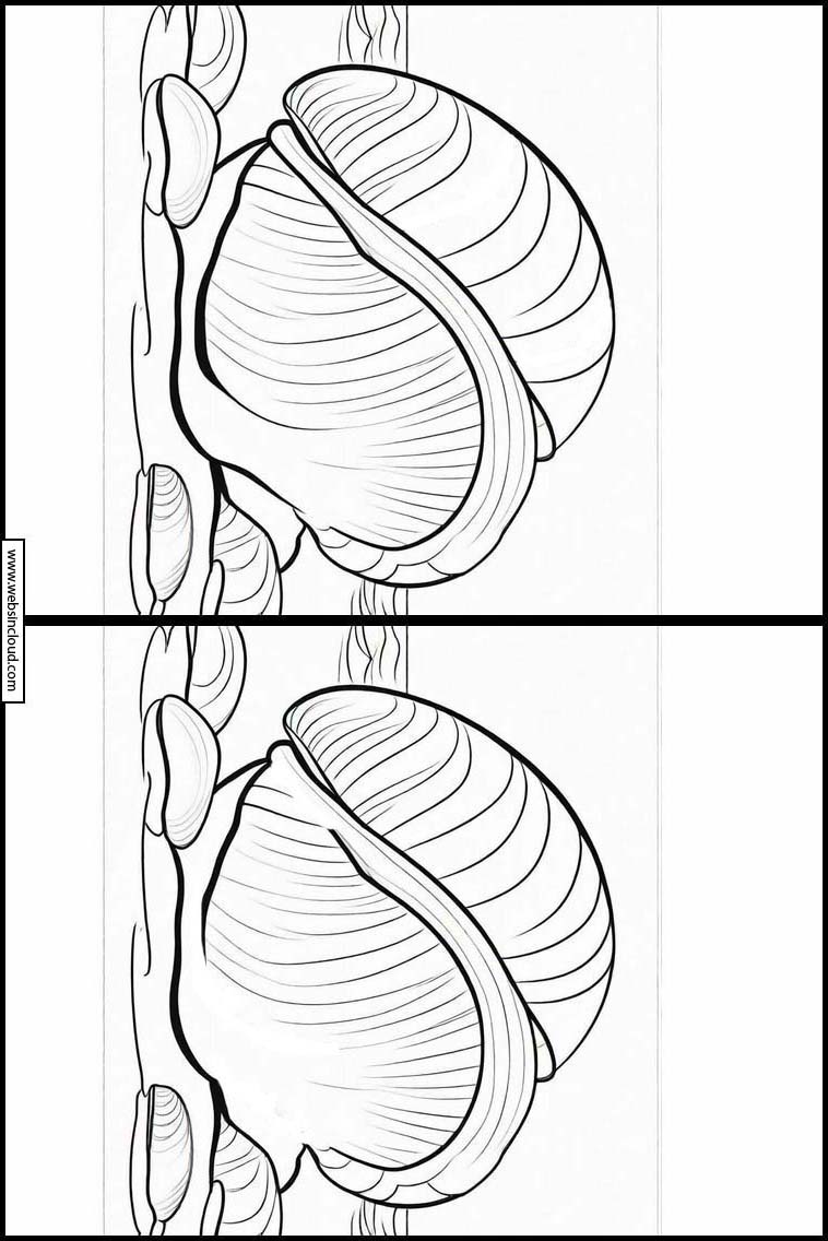 Muscheln - Tiere 4