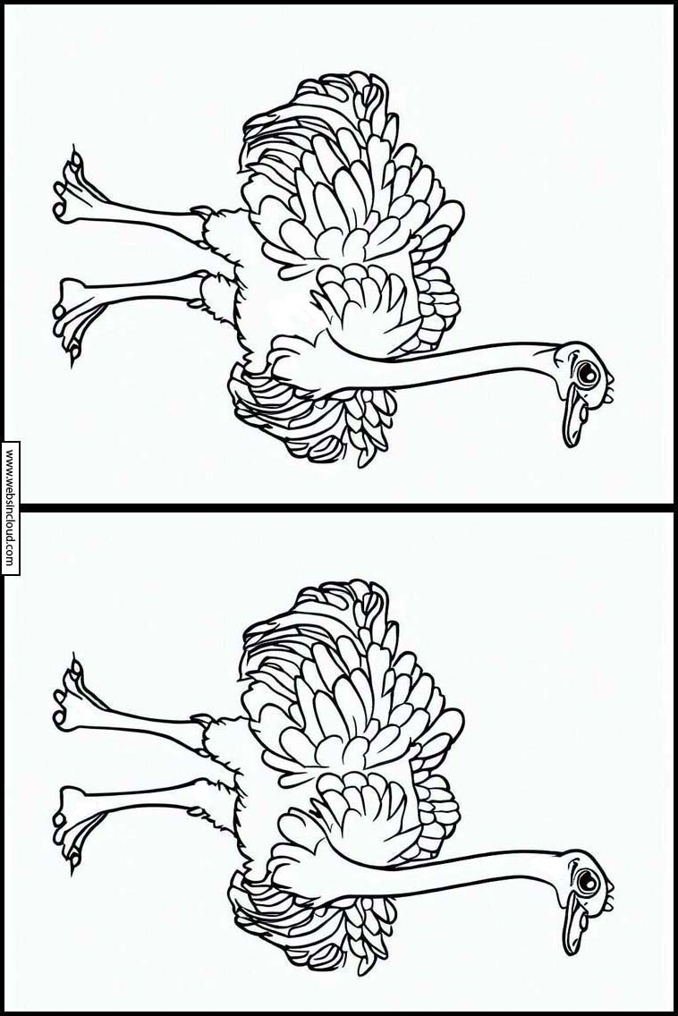 Struisvogels - Dieren 2