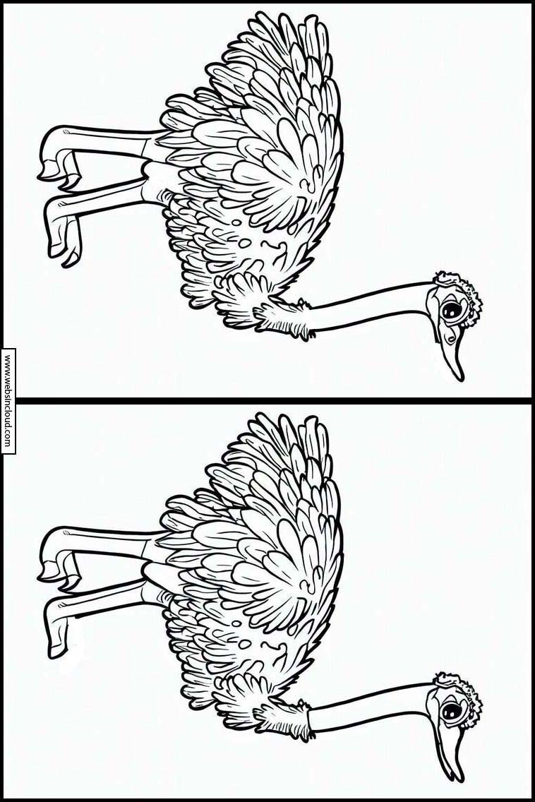 Struisvogels - Dieren 3