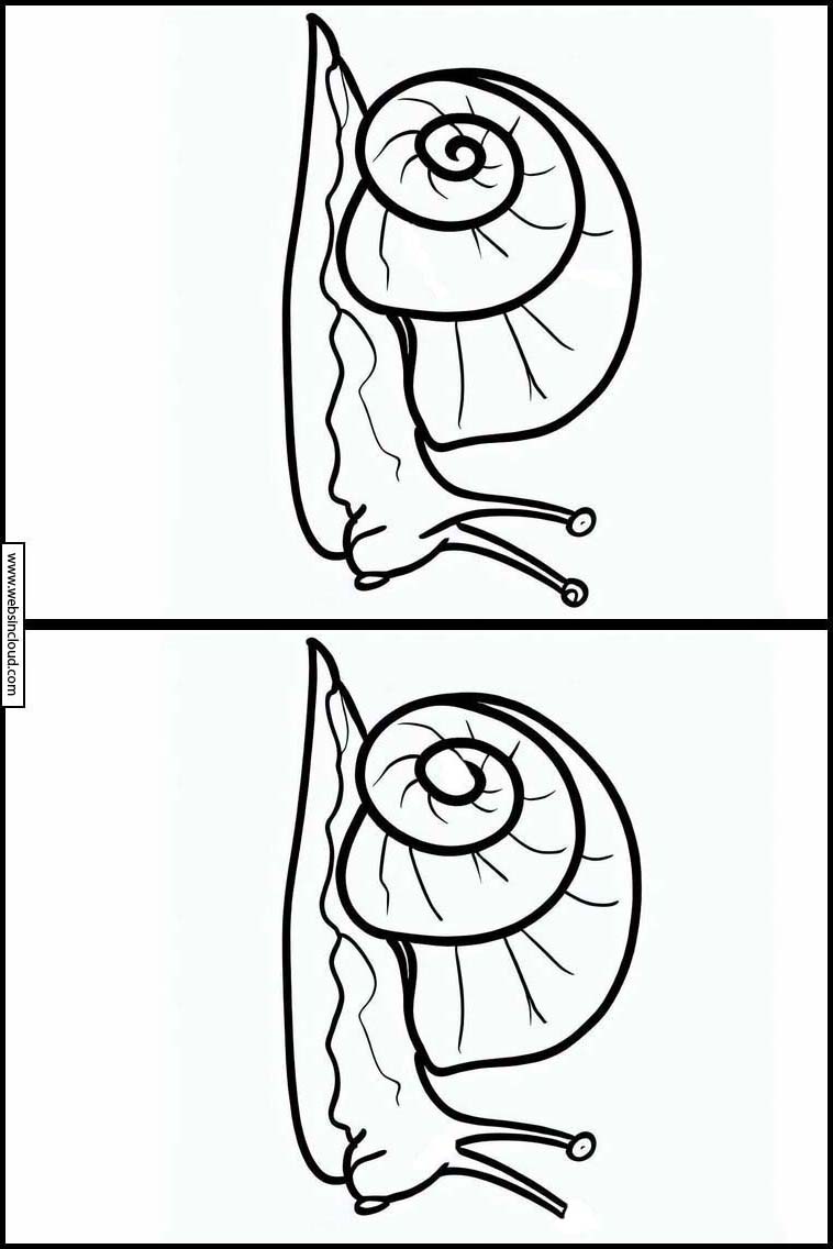 Escargots - Animaux 4