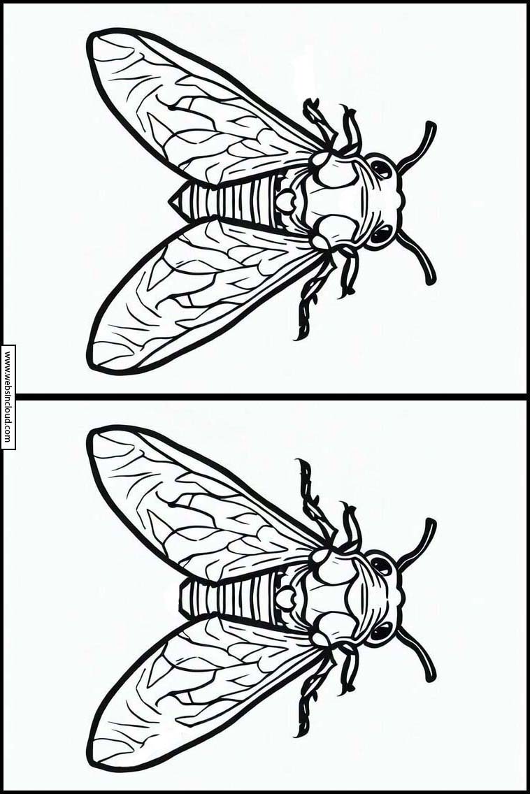 Cicadas - Animals 3