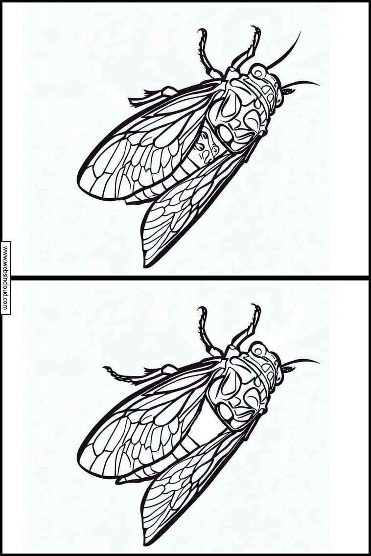 Cicaden - Dieren 4