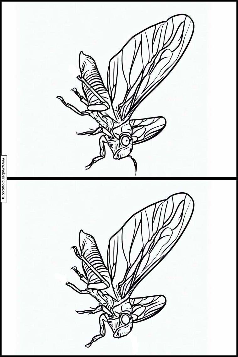 Cicaden - Dieren 6