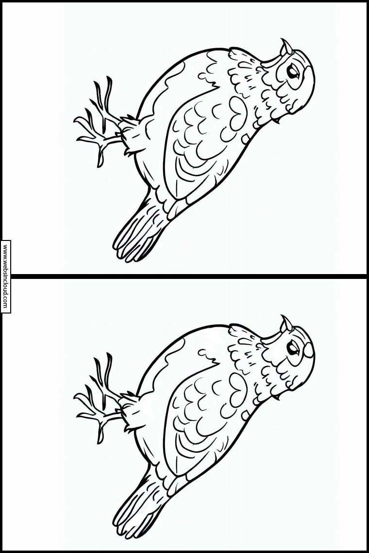 Quails - Animals 2
