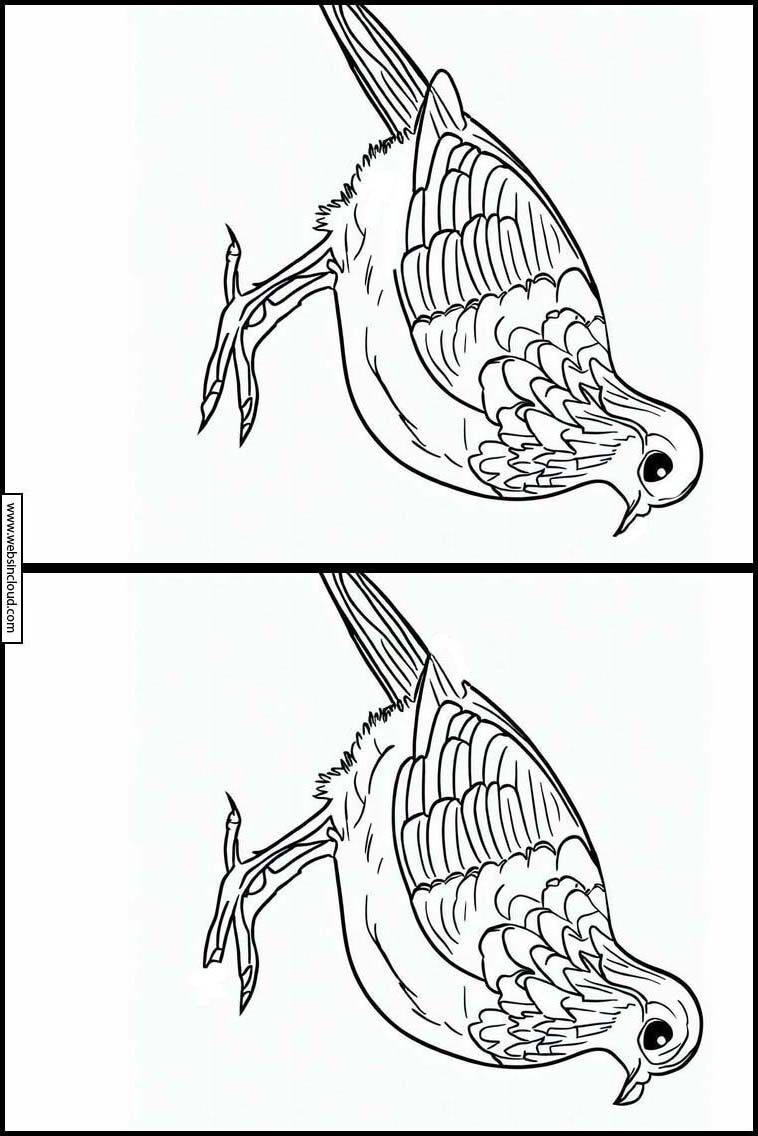 Codornices - Animales 6