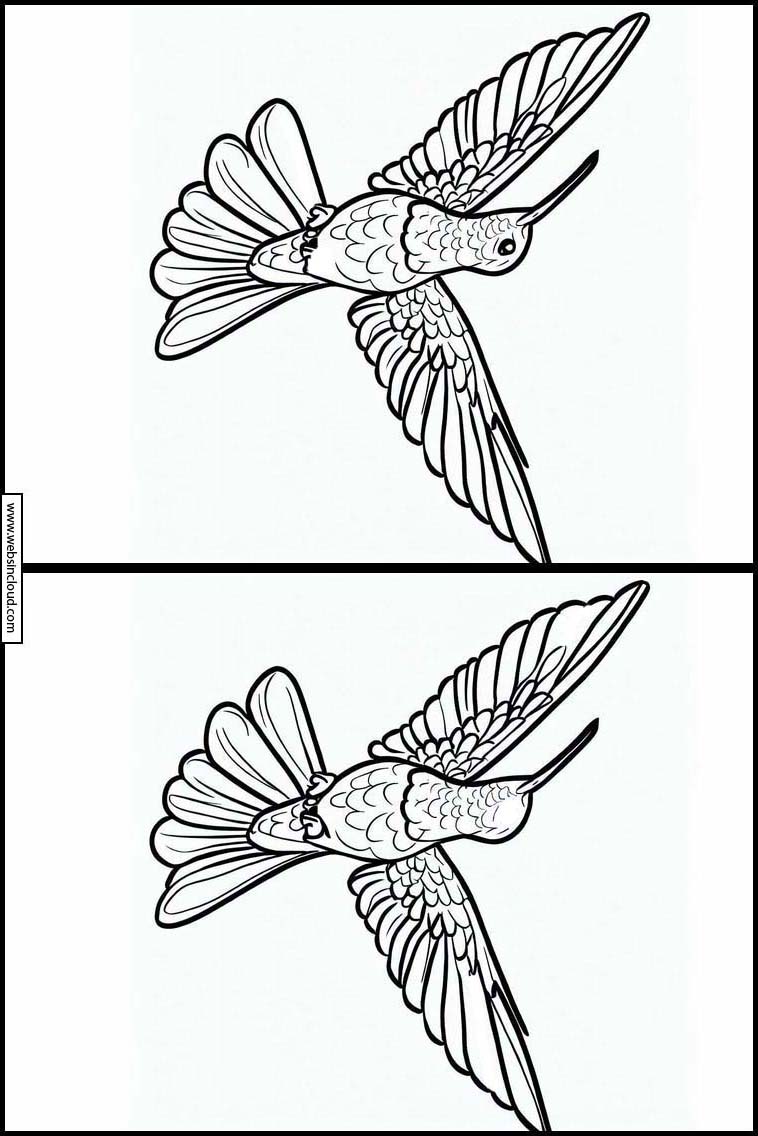 Kolibrier - Dyr 1