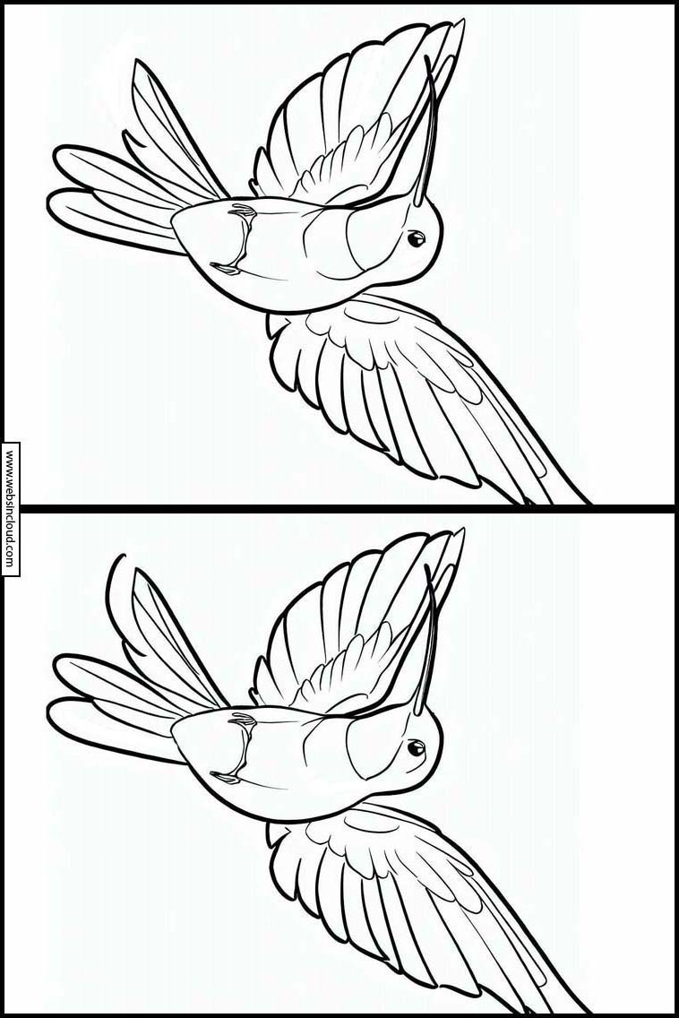 Kolibrier - Dyr 2