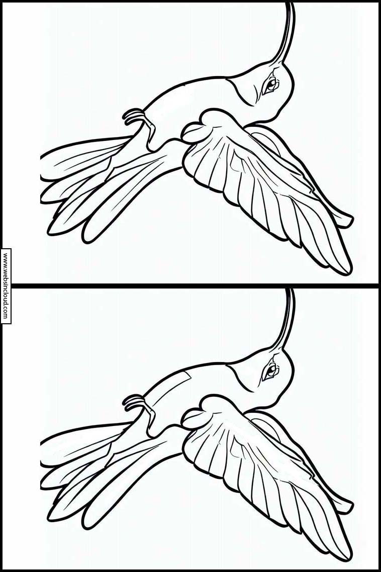 Kolibris - Tiere 4