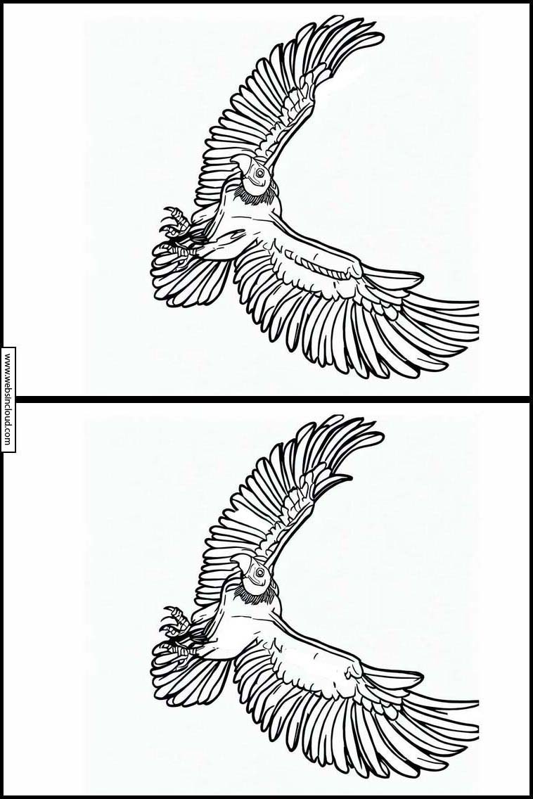 Condor - Dieren 3