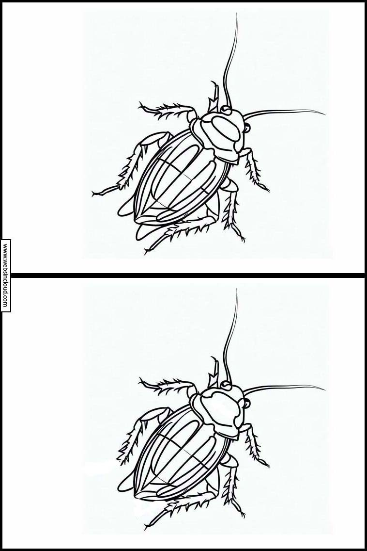 Cucarachas - Animales 1