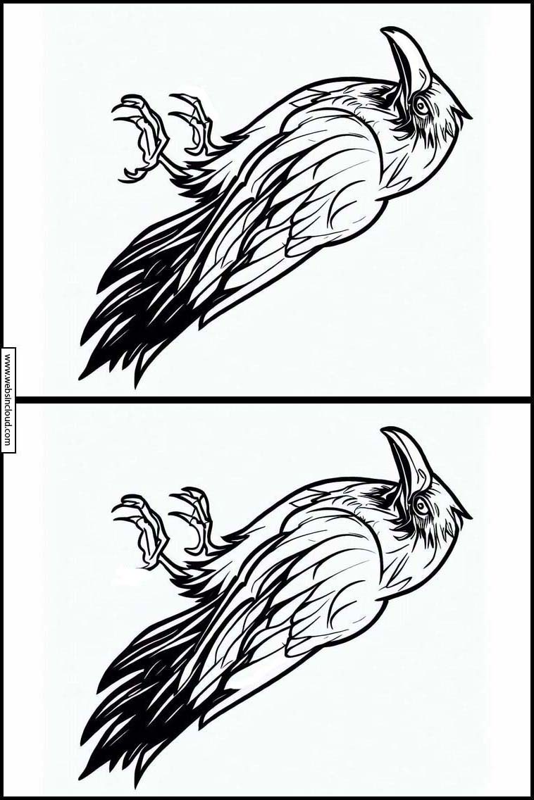 Ravens - Animals 6