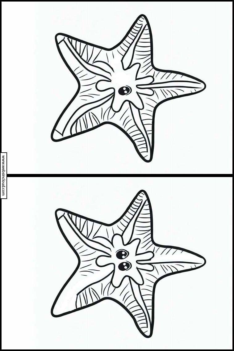 Estrelas-do-mar - Animais 1