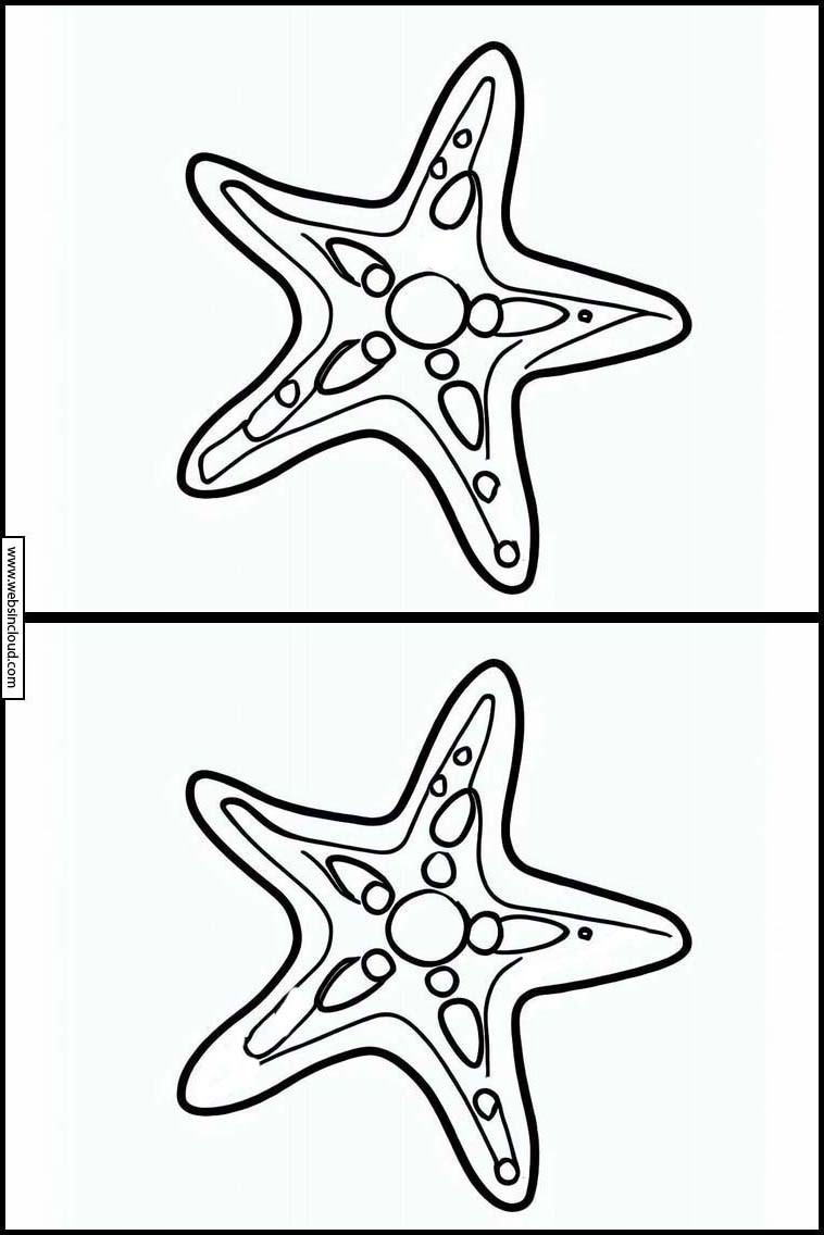 Estrelas-do-mar - Animais 2