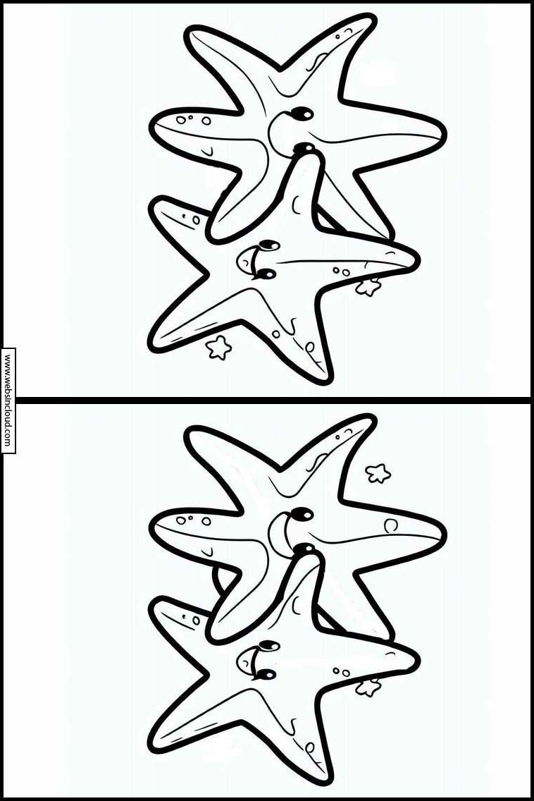 Étoiles de mer - Animaux 4