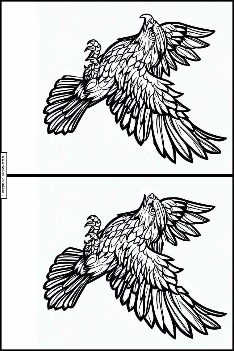 Hawks - Animals 5