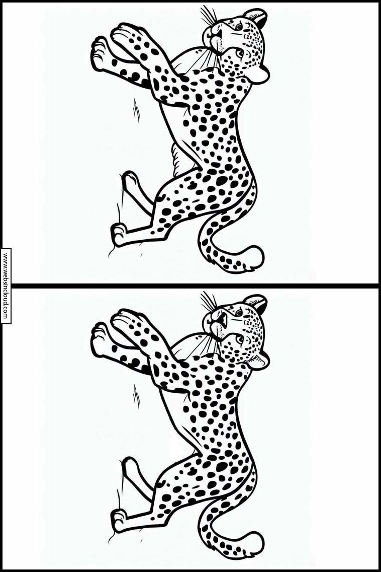 Gepard - Dyr 1