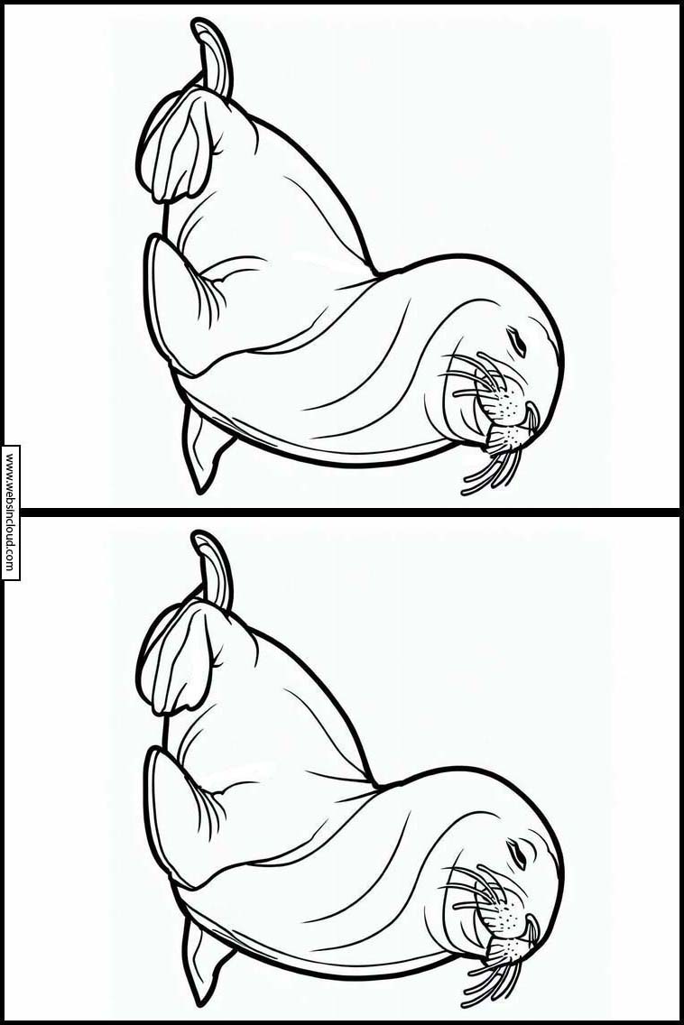 Sea Lions - Animals 1