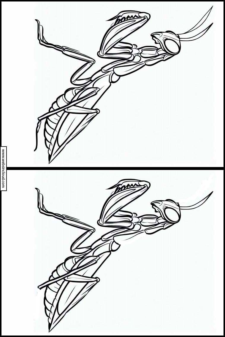 カマキリ - 動物 1