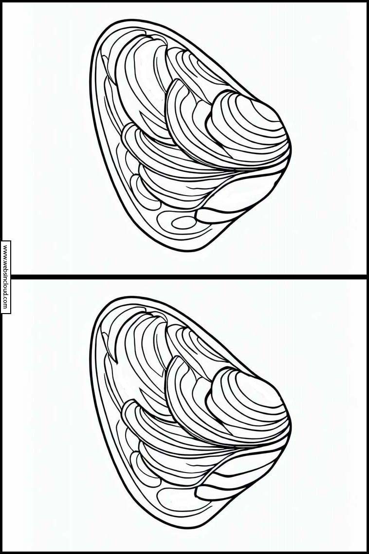 Mussels - Animals 5