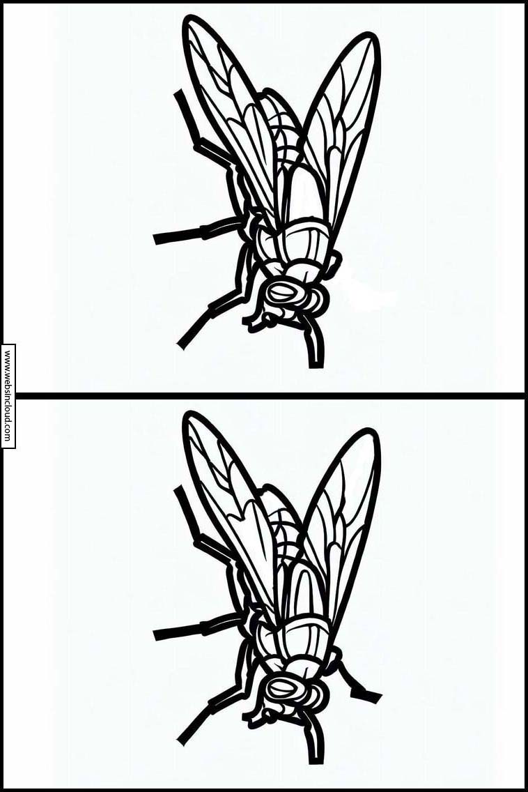 Flies - Animals 1