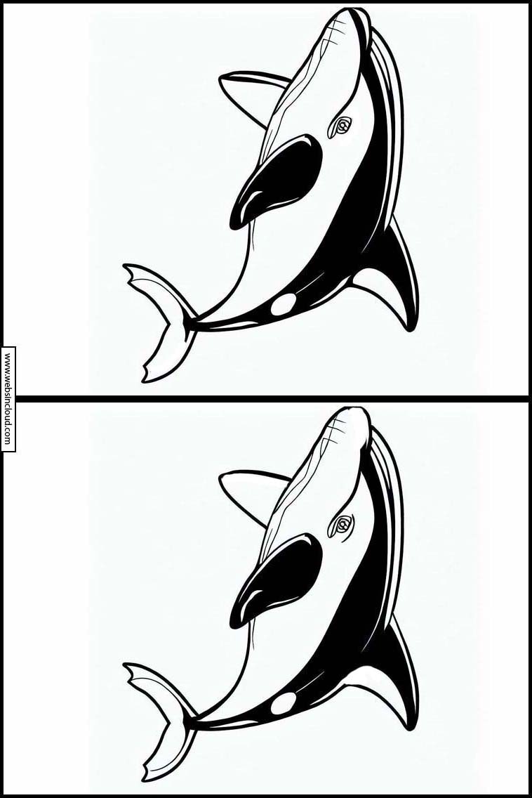 Orcas - Animales 1