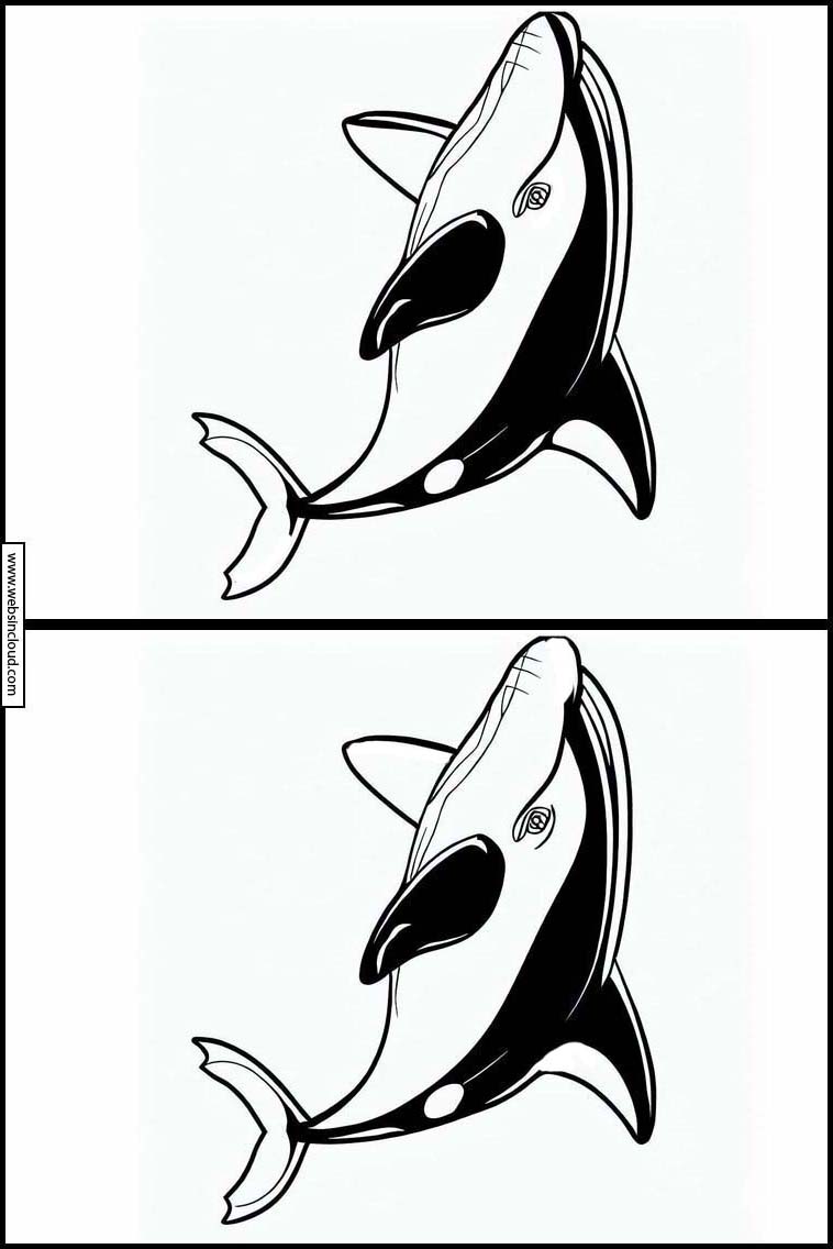 Orcas - Tiere 1