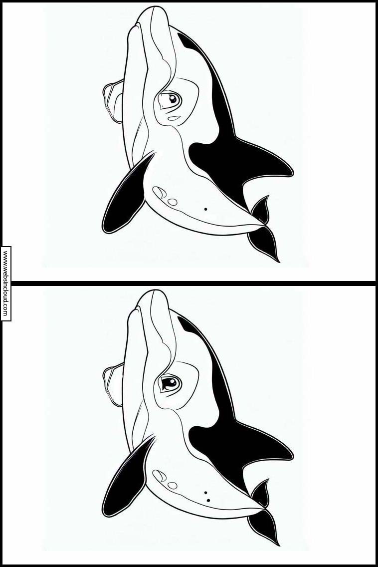 Orcas - Animals 3