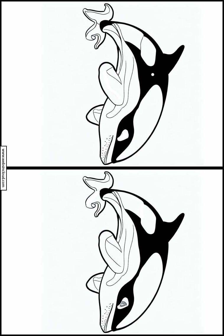 Orcas - Tiere 4