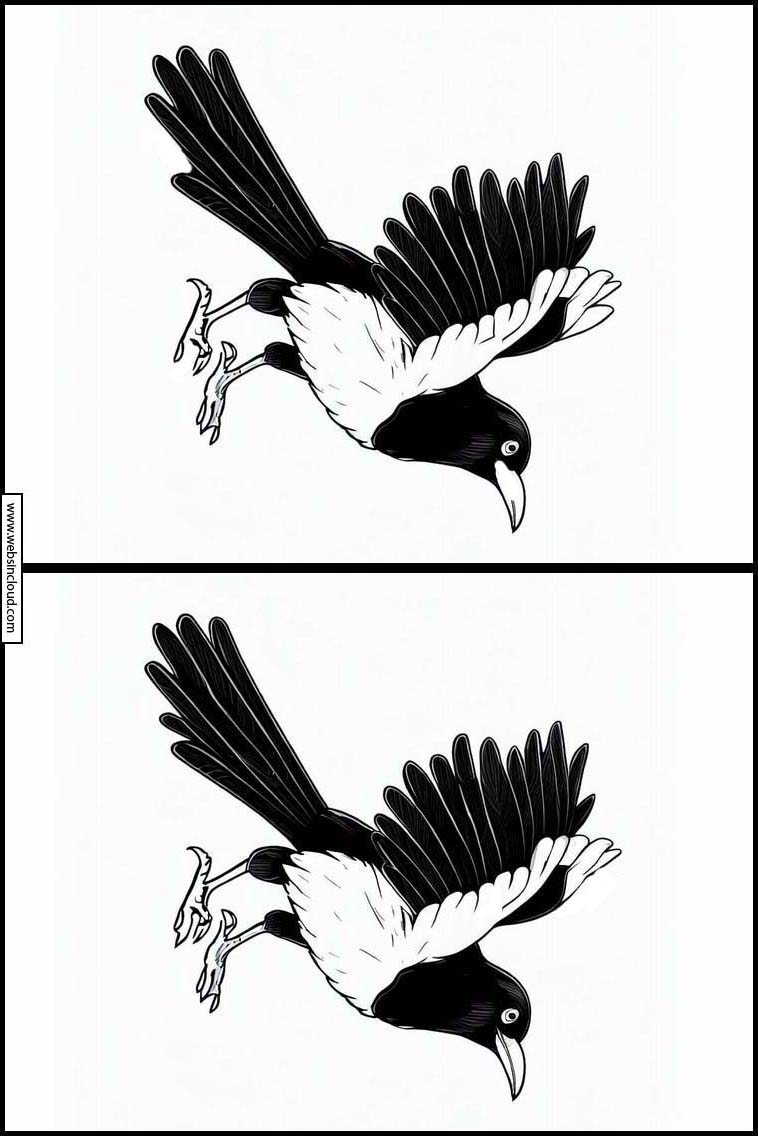 Magpies - Animals 3