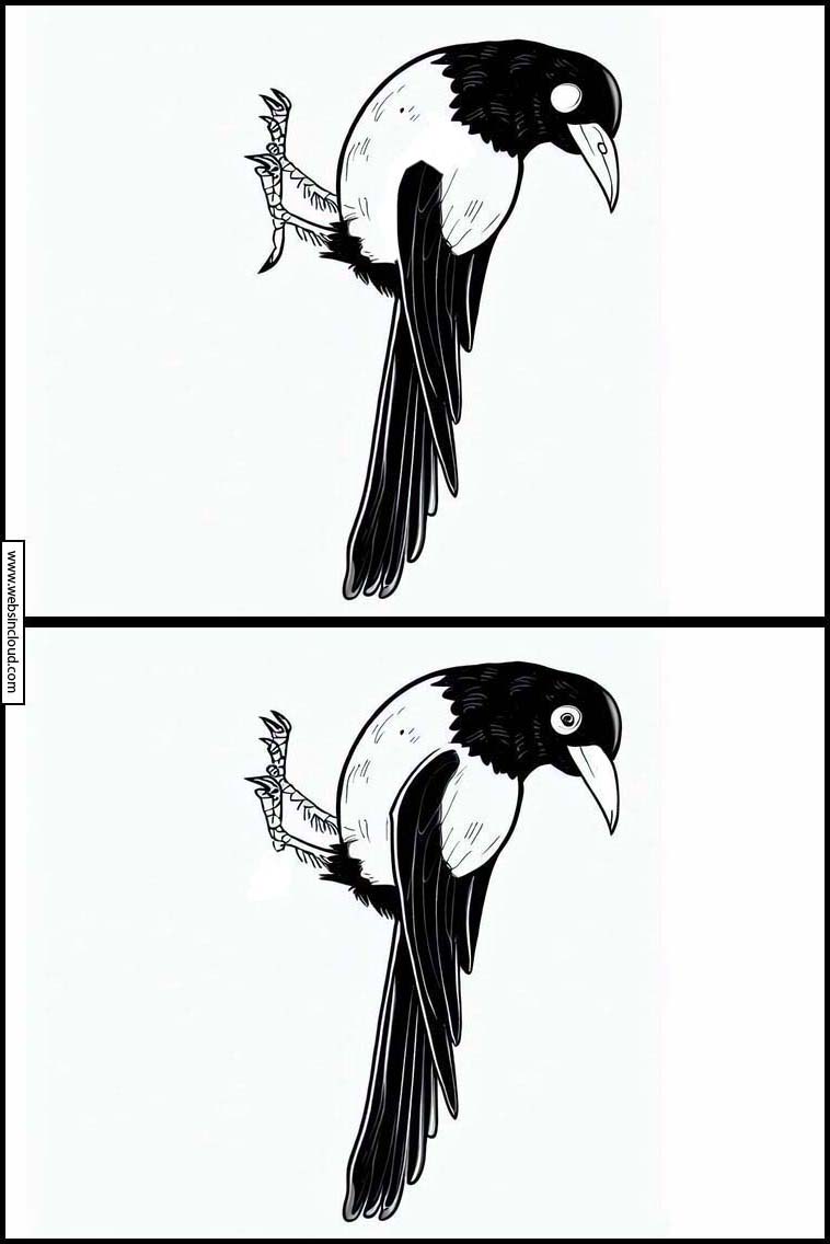 Magpies - Animals 4