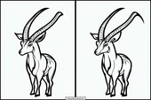 Antilopes - Animaux 2